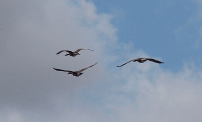 [Three geese in the air flying away from the camera. The wings are out of sync so all are in different positions. The sky behind the birds is blue with a covering of white hazy clouds.]